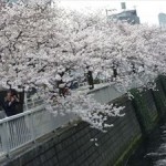 今日の目黒川沿いの桜。満開でした。